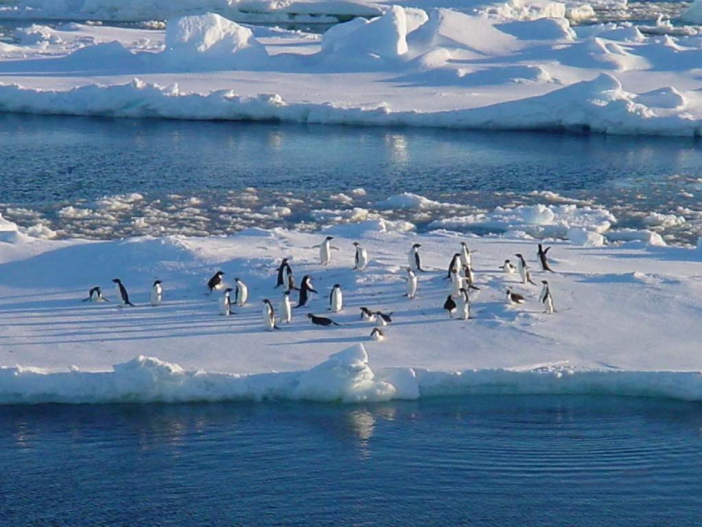 Adele penguins on sea-ice