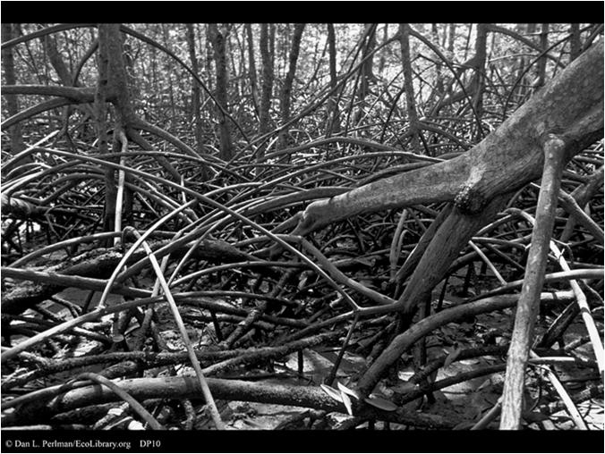 mangrove distribution nvironmental