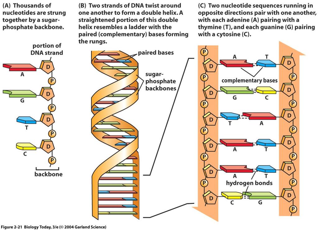 2010 THE STRUCTURE OF DNA