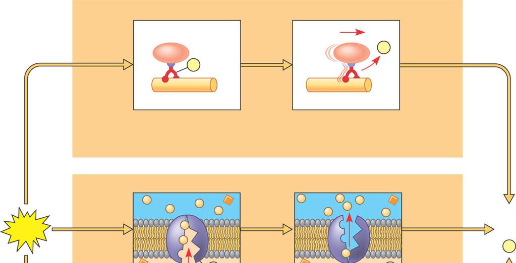 How AT erforms Work AT drives endergonic reactions By phosphorylation, transferring a phosphate to other molecules The three types of cellular work Are powered by the hydrolysis of AT i Motor protein