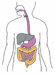 1. The drawing shows some parts of the human digestive system.
