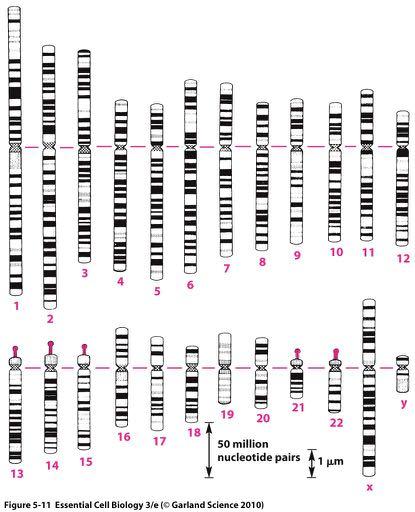Unique banding patterns allow the identification of each human chromosome To stain the chromosomes with dyes that bind to certain types of DNA sequences.