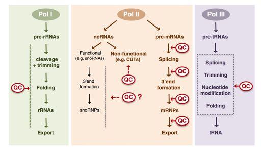 trnas synthesized by RNA polymerase III are covalently modified. Porrua, O. & Libri, D.