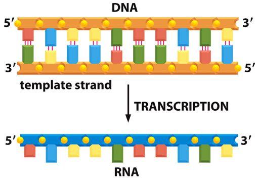 Transcription produces RNA