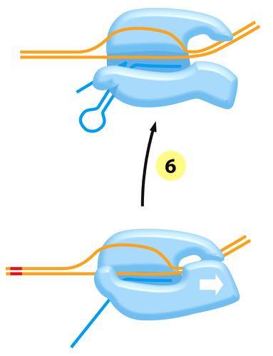 (steps 6 and 7) Transcription is highly processive, with the polymerase leaving the DNA template and releasing the newly