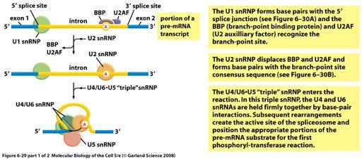 RNA Splicing Is Performed by the Spliceosome Splicing is carried out largely by RNA molecules