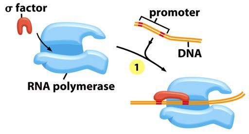 (step 1) The RNA polymerase holoenzyme (polymerase core enzyme plus sigma factor) assembles and