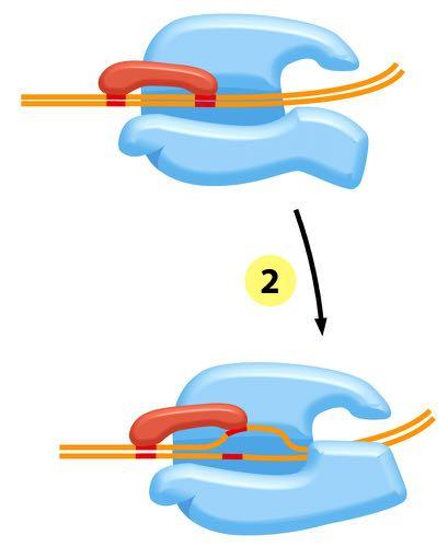(step 2) The polymerase unwinds the DNA at the position at which transcription is to