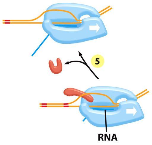 (step 5) Moving rightward along the DNA in this diagram.