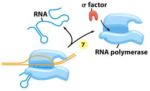(step 7) Termination signals are typically encoded in DNA, and many function by forming an RNA structure that