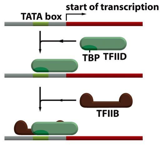 To begin transcription, RNA polymerase requires several general transcription factors.