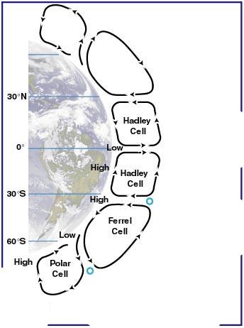 The circulation within the Ferrel cell is complicated by a return flow of air at high altitudes towards the tropics, where it joins sinking air from the Hadley cell.