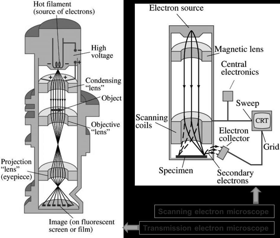 Electron Microscope There are two types of