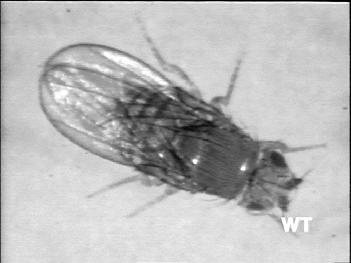 Insect flight muscles form part of an self-oscillatory system.