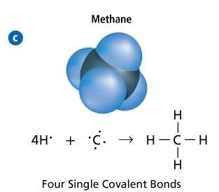 Single Covalent Bonds (cont.