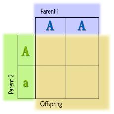 Below is a simple Punnett square: The genotype of the each parent is listed along the top and the side of the Punnett Square.