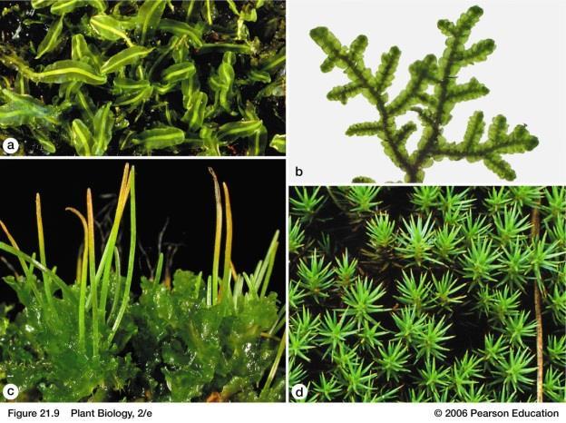Bryophytes are very important in many ecosystems: Bryophytes have a number of features that are similar