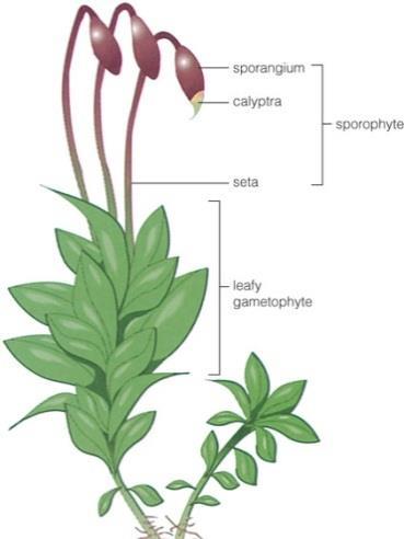 Gametophyte evolution Large and elaborate gametophyte