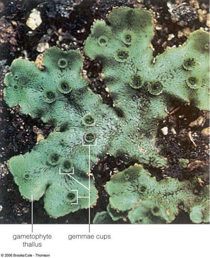 Detail of the hornwort sporophyte.
