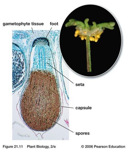 Liverworts Phylum Marchantiophyta The thalloid