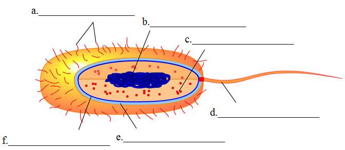 11) Label the parts of the cell below. Pili DNA (genes) NOT A NUCLEUS Ribosomes Flagellum Cell Membrane Cell Wall 12) Describe the function of each part of the cell you just labeled: a.