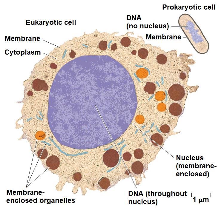 A eukaryotic cell has membrane-enclosed organelles, the largest of which is usually the nucleus By comparison, a