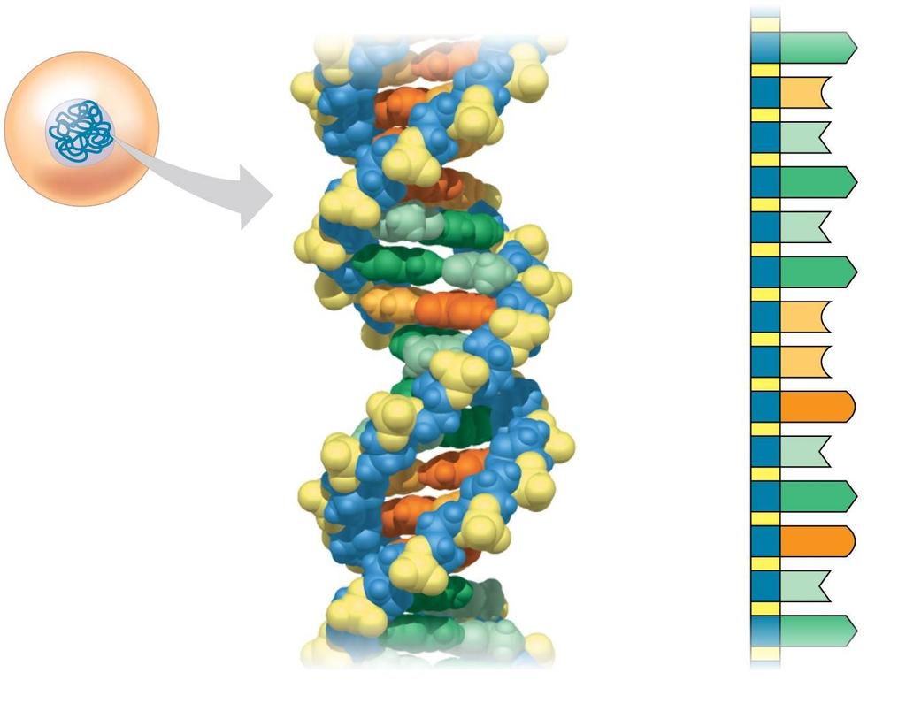 Nucleus DNA Nucleotide A C T Cell A T A C C G T A