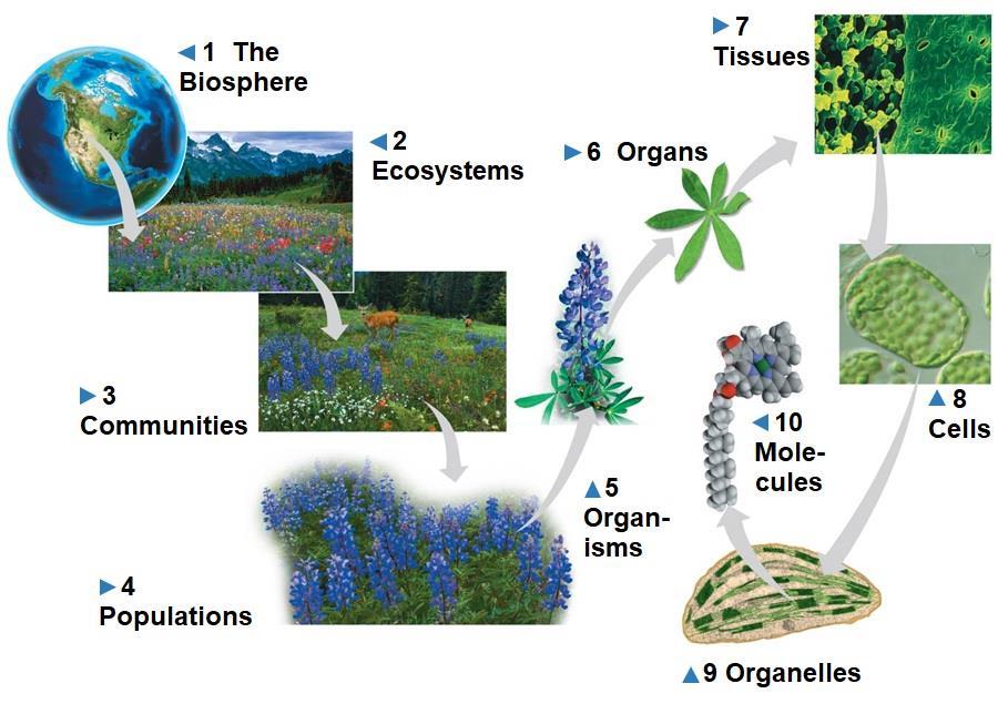 Theme: New Properties Emerge at Successive Levels of Biological Organization Life can be studied at different levels, from molecules