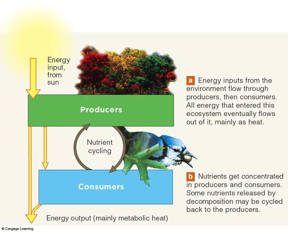 Ecosystem: Energy