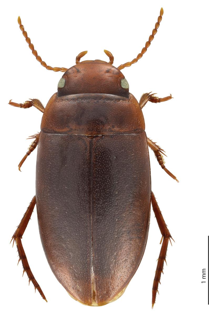 Acta Entomologica Musei Nationalis Pragae, 56(1), 2016 105 Description. Size and shape. Beetle small (TL-H 2.85 3.2 mm, TL 3.2 3.6 mm, MW 1.5 1.