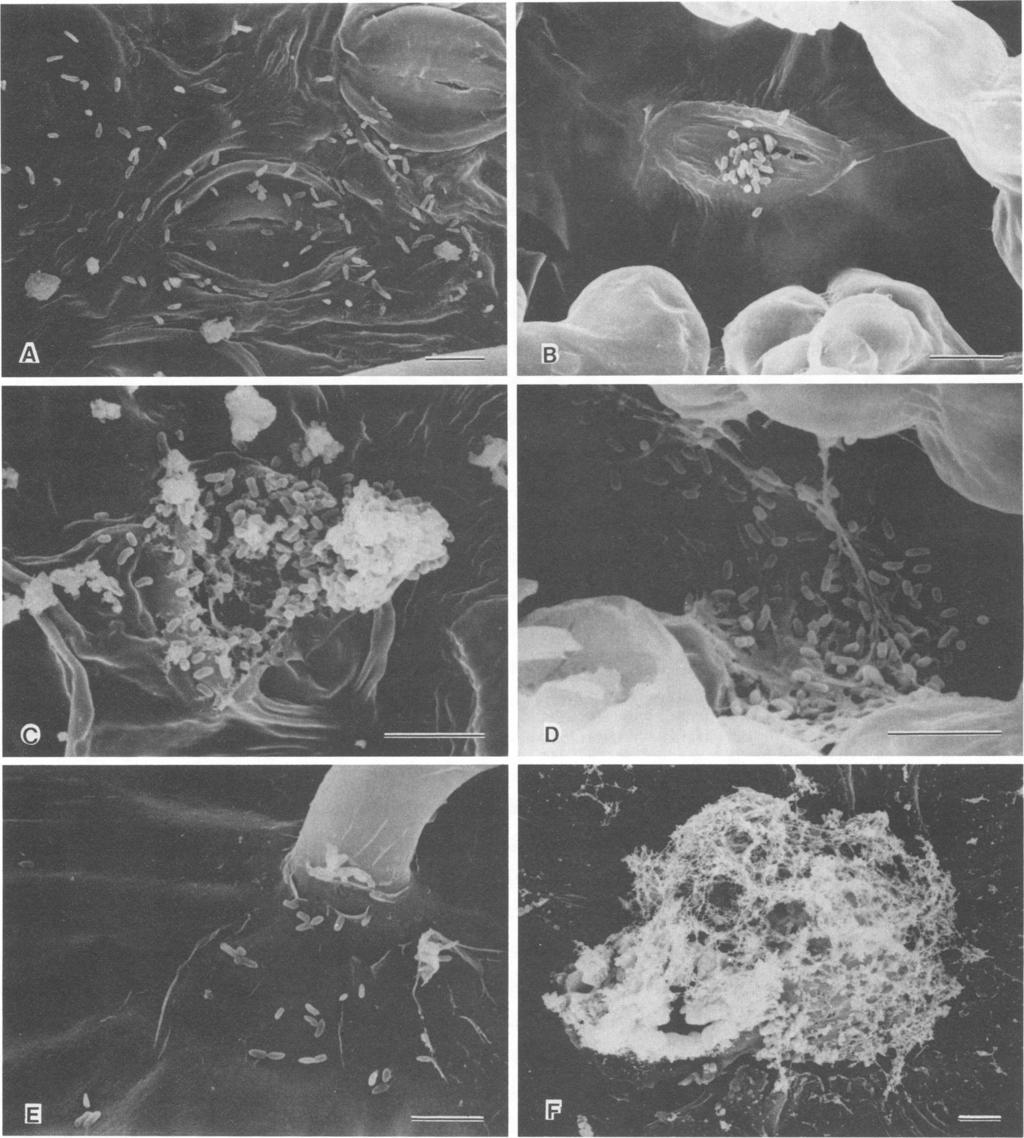 534 NOTES APPL. ENVIRON. MICROBIOL. FIG. 1. Scanning electron micrographs of apple leaves treated with pathogenic strain L795 of P. syringae 