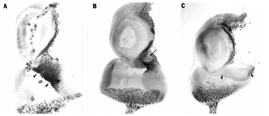 orthodenticle in Drosophila head development 3567 Fig. 4. ocelliless mutations cause loss of OTD expression in the ocellar region.