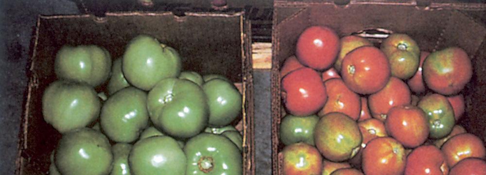 Ethylene promotes fruit