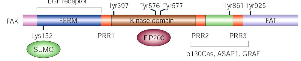 Focal Adhesion Kinase (FAK) nonreceptor tyrosine kinase