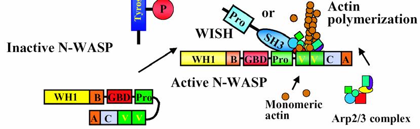 N-WASP P Active