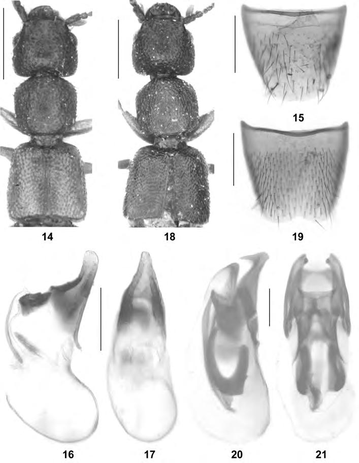 323 Figs 14-21: Hypomedon nasutus nov.sp. (14-17) and H. bicornutus nov.sp. (18-21): (1-2) forebody; (3-10) aedeagus in lateral and in ventral view; (11-13) male sternite VIII. Scale bars: 14, 18: 0.