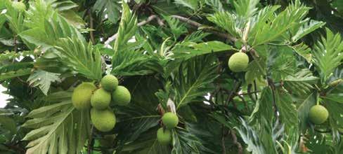 Breadfruit (Artocarpus altilis) is a tropical tree originally from Papua New Guinea with a rich and storied history.