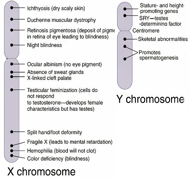 Variations of Mendel s Laws A) X-Linked or Sex linked Genes 2 alleles, but located in the X chromosome X and Y chromosomes are non-homologous: different size, different genes!