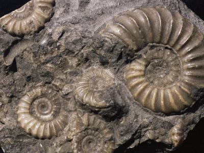 1. Fossils Remnants of organisms left behind Ex: Scientists can compare the bones of horses from 4 million years ago to ones from the present day.