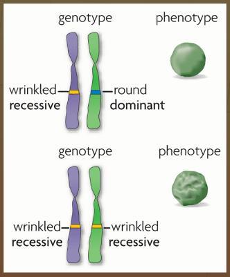 Genotype and Phenotype i. Genotype: genetic makeup or combination of alleles ( ) 1. Example: PP ii. Phenotype: an observable trait ( ) 1. Example: purple flowers d.