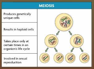 Meiosis produces new offspring cells, each with one set