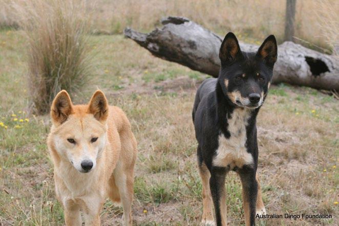 9788 CAIRNS et al. ago, leaving the dingo as the sole remaining apex predator on the mainland. As such, the dingo plays a central ecological role.