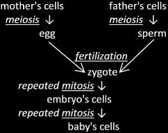 Meiosis and Fertilization Understanding How Genes Are Inherited 1 Almost all the cells in your body were produced by mitosis.