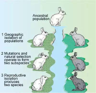 When populations are physically isolated for a long period of time geographic isolation When mutations and