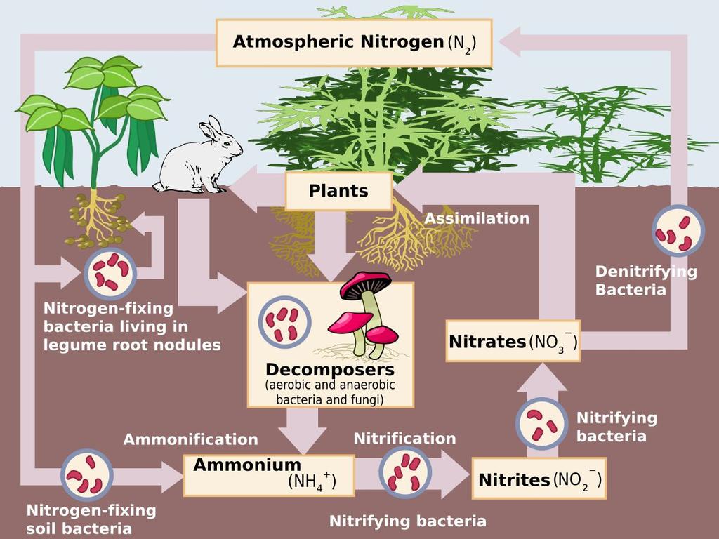 Assimilation is the name given to the process where plant roots absorb ammonium
