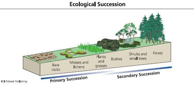 Ecological Succession WebQuest Primary - NO
