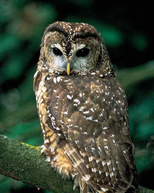 trout in mountain streams is an indicator of good water quality; Presence of spotted owls is indicator of