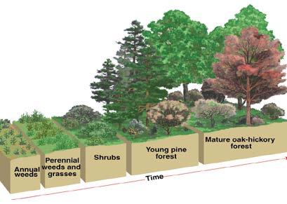 Secondary Succession Secondary succession occurs where an area has been,