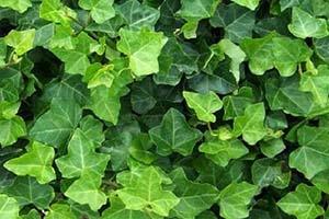English Ivy (Eurasia)