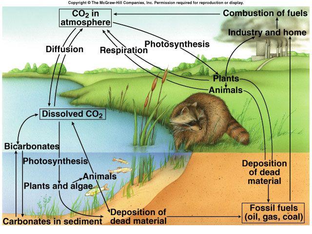 96% of all fresh water in the US is groundwater Carbon cycle! CO 2 makes up ~0.03% of our atmosphere, much more in our oceans! Photosynthetic bacteria, protists, & plants fix CO 2!